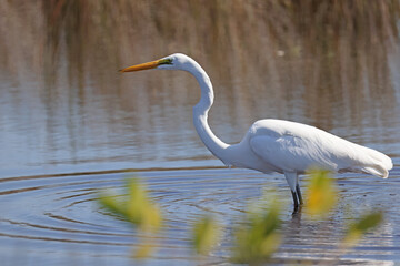 Great egret wading in shallow water with a long neck and yellow beak