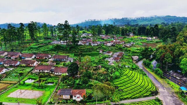 a peaceful village in the middle of a tea plantation in central java indonesia
