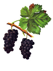 Fototapeta premium Ampelograhie, Rebsortenkunde, Önologie, Weinbau, Weintraube, Weinrebe, Acheria grape