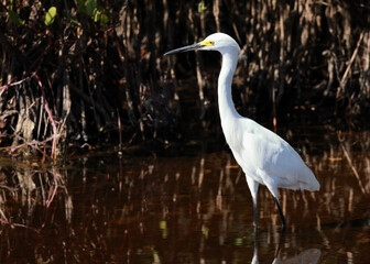 Snowy egret wading in shallow water with a dark, natural background
