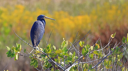 Tricolored heron perched on a branch in its natural habitat