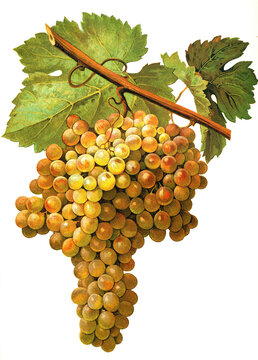 Ampelograhie, Rebsortenkunde, &Ouml;nologie, Weinbau, Weintraube, Weinrebe, Boal grape, digital aufgewertete Reproduktion einer Vorlage von Alexis Kreyder (1839 bis 1912), Historisch