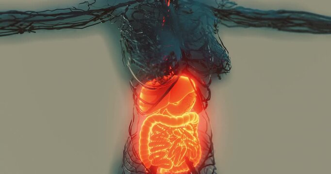 This illustration depicts the human digestive system, clearly highlighting the organs involved in digestion.