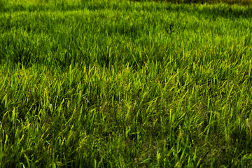 “Fresh Green Rice Leaf in Natural Light”