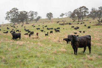 beautiful country landscape of cattle in Australia  eating grass, grazing on pasture. Herd of cows free range beef being regenerative raised on an agricultural farm. Sustainable farming in tasmania