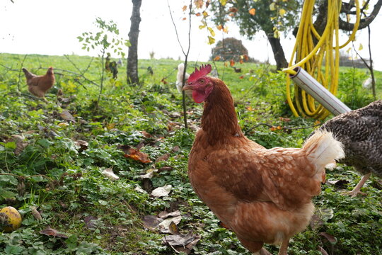 Free Range Chicken on Organic Farm with Green Meadow in Background
