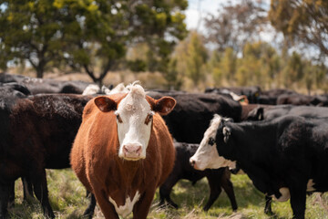 beautiful country landscape of cattle in Australia  eating grass, grazing on pasture. Herd of cows free range beef being regenerative raised on an agricultural farm. Sustainable farming in tasmania