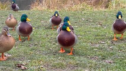 Flock of mallard ducks on the shore of the lake
