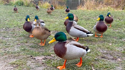Flock of mallard ducks on the shore of the lake