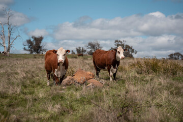 beautiful country landscape of cattle in Australia  eating grass, grazing on pasture. Herd of cows free range beef being regenerative raised on an agricultural farm. Sustainable farming in tasmania
