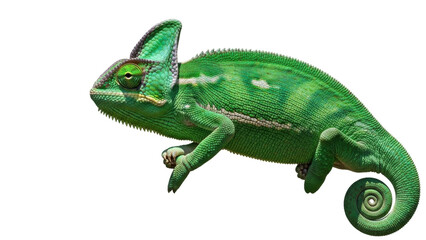 Isolated veiled chameleon pet in nature, animal with green skin and curled tail for reptile care