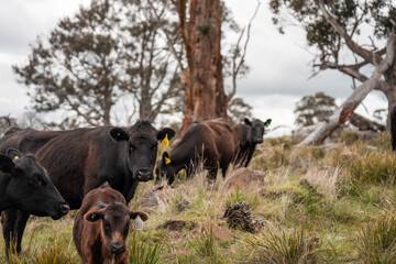 beautiful country landscape of cattle in Australia  eating grass, grazing on pasture. Herd of cows free range beef being regenerative raised on an agricultural farm. Sustainable farming in tasmania