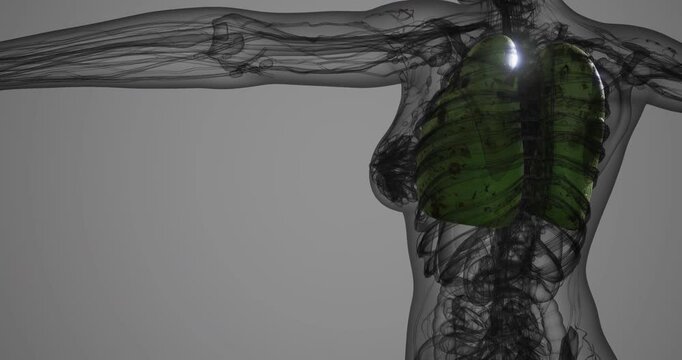A transparent depiction of human lungs, highlighting their structure and location in the thoracic cavity, emphasizing the respiratory systems functionality.