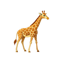 Obraz premium A tall young wild giraffe with a long neck and spotted brown skin stands isolated on a white background in a high profile wildlife safari nature pose