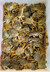 Asia, China, Shanghai, Zhujiajiao, 09 November 2025, crabs