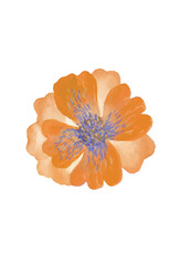 Orange watercolor flower anemony © Stefania