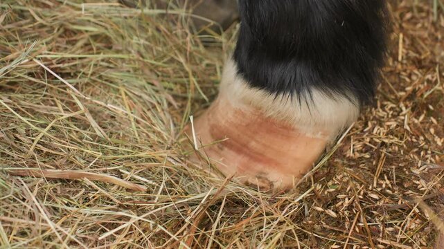 equine detailed scene, clydesdale calmly resting indoors, peaceful horse lying on bedding with detailed hoof view, serene scene of clydesdale peacefully resting in bedding inside quiet stable