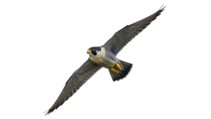 Isolated Peregrine Falcon soars in flight, a majestic raptor with incredible speed and agility