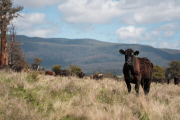beautiful country landscape of cattle in Australia  eating grass, grazing on pasture. Herd of cows free range beef being regenerative raised on an agricultural farm. Sustainable farming in tasmania