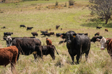 beautiful country landscape of cattle in Australia  eating grass, grazing on pasture. Herd of cows free range beef being regenerative raised on an agricultural farm. Sustainable farming in tasmania