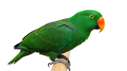Isolated Green Eclectus Parrot Perched on a Branch Facing Right in Natural Light Close Up