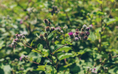 Burdock grows in the field. Selective focus.