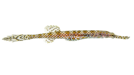 Isolated ornate ghost pipefish with intricate mosaic pattern on its body in a studio shot