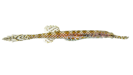 Isolated ornate ghost pipefish with intricate mosaic pattern on its body in a studio shot