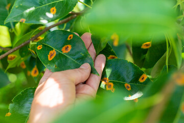 Disease on pear tree leaves in the garden. Selective focus.