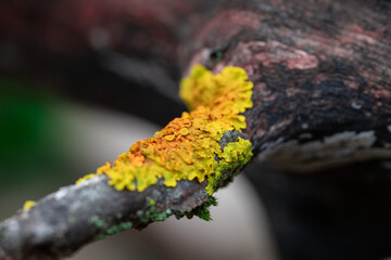 Detailed Lichen Patterns on Rough Tree Bark in Macro View
