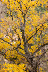 Fototapeta premium Yellow Autumn Tree Branches Against Soft Fall Light