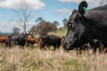 beautiful country landscape of cattle in Australia  eating grass, grazing on pasture. Herd of cows free range beef being regenerative raised on an agricultural farm. Sustainable farming in tasmania