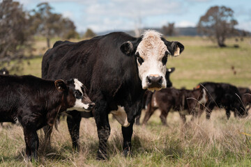 beautiful country landscape of cattle in Australia  eating grass, grazing on pasture. Herd of cows free range beef being regenerative raised on an agricultural farm. Sustainable farming in tasmania