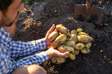 A farmer holds a potato harvest in his garden. Selective focus.