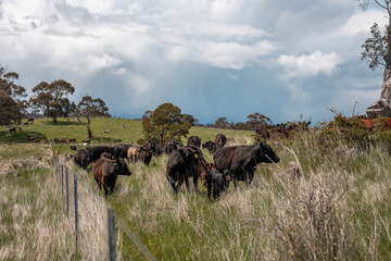 beautiful country landscape of cattle in Australia  eating grass, grazing on pasture. Herd of cows free range beef being regenerative raised on an agricultural farm. Sustainable farming in tasmania