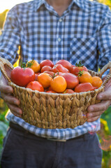 A farmer holds a tomato crop in his garden. Selective focus.