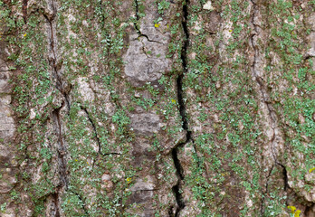 Macro Photography of Tree Bark with Orange and Green Lichens