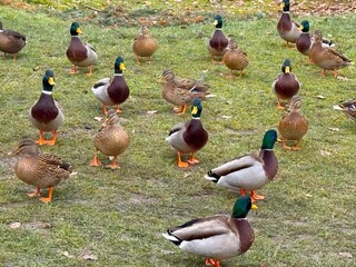 A large flock of Mallard ducks in the park