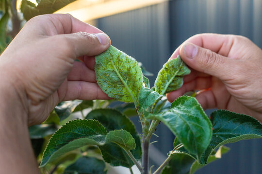 Aphids on tree leaves. Selective focus.