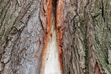Macro of Split Tree Bark Showing Natural Texture