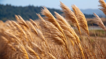 Fototapeta premium Golden grasses swaying in the breeze