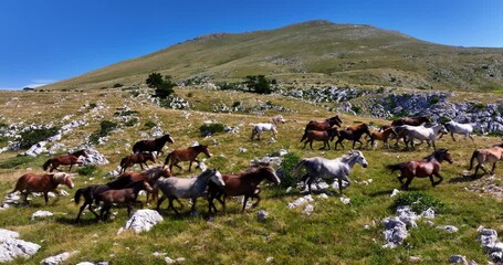 Aerial FPV drone view of wild horses heard or a group running across vast green plains, symbolizing adventure, travel, leadership, freedom, and the beauty of nature. Cinematic slow motion footage - Powered by Adobe