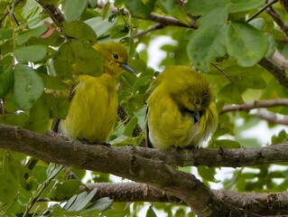 Common Iora