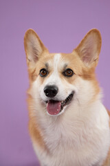Headshot of a Pembroke Welsh Corgi in front of a lavender background. The dog looks forward with bright eyes and a gentle smile.