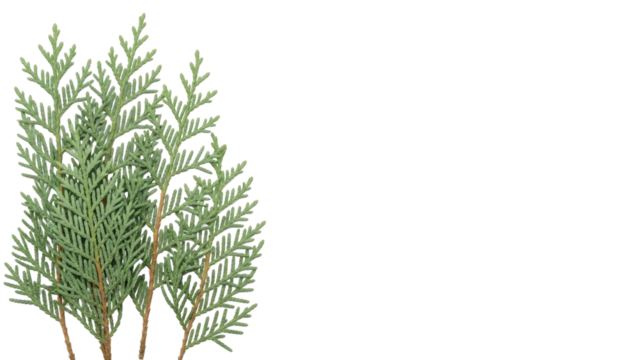 Isolated Cedar Branch Grouping, Evergreen Foliage, Plant Elements, Detailed Texture, Arborvitae