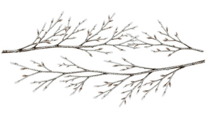 Isolated branches with buds dusted with snow for wintry holiday decorations and craft projects