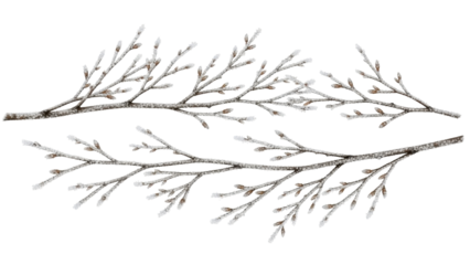 Isolated branches with buds dusted with snow for wintry holiday decorations and craft projects