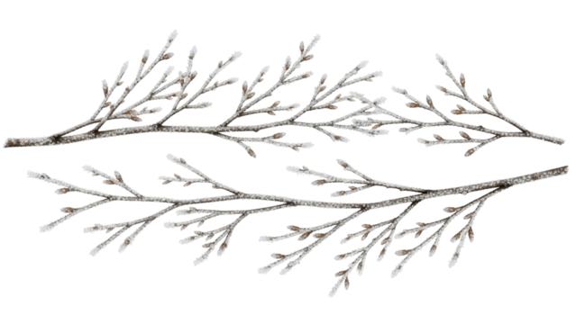 Isolated branches with buds dusted with snow for wintry holiday decorations and craft projects