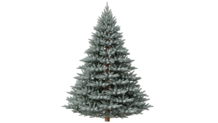 Isolated winter fir tree, holiday design element, festive season, decoration, seasonal art