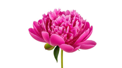 Isolated single pink peony flower blossom, fresh spring flora on a stem, no background © Isolde